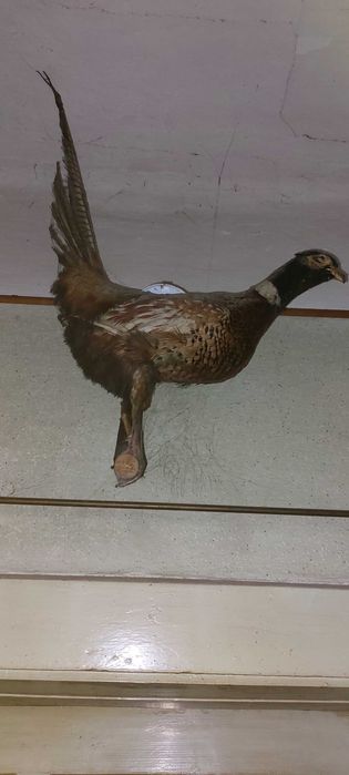 Fazan impaiat decorativ!