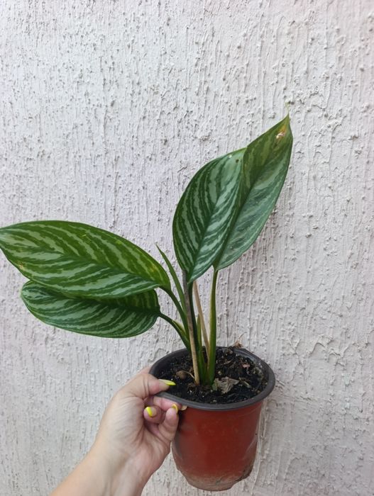 Продам аглонему страйпс