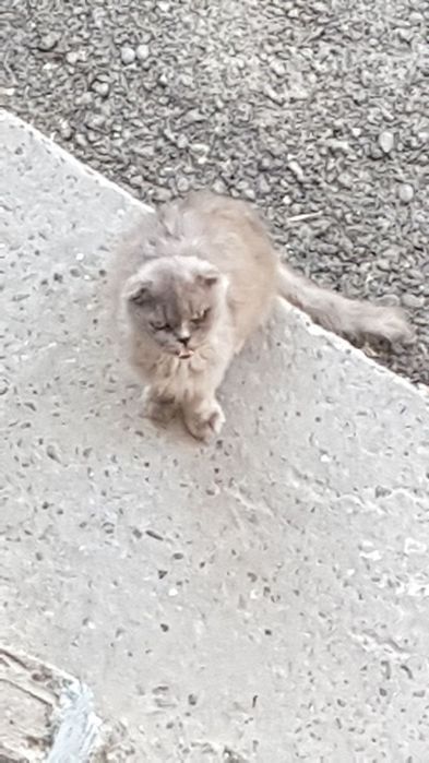 Скотиш Фолл, дымчатый окрас