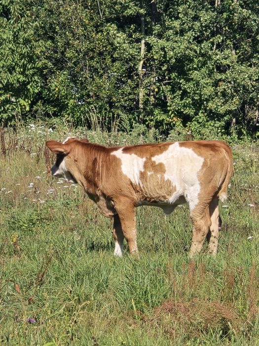 Vand vitica baltata românească