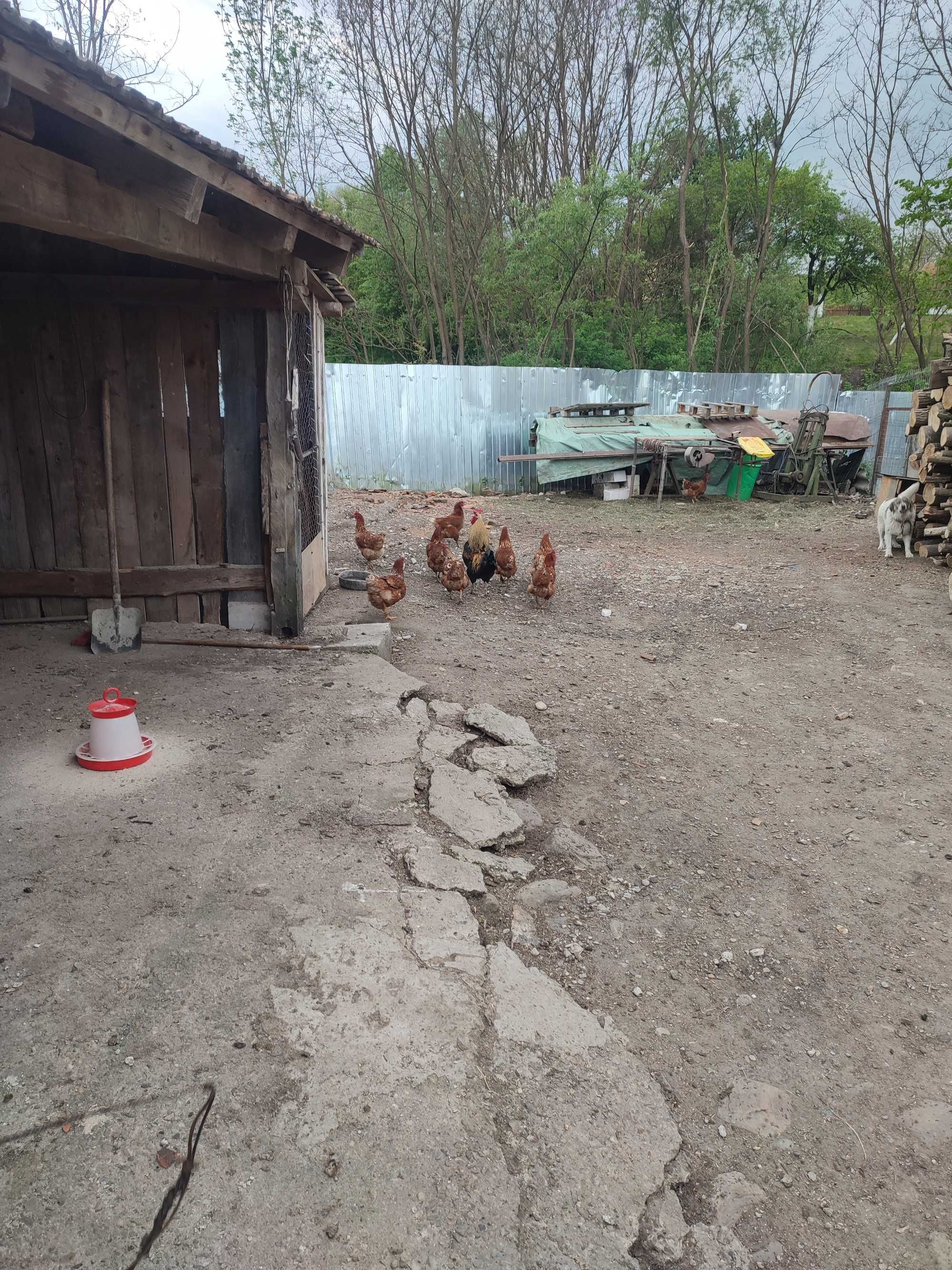 Vând oua de casa!