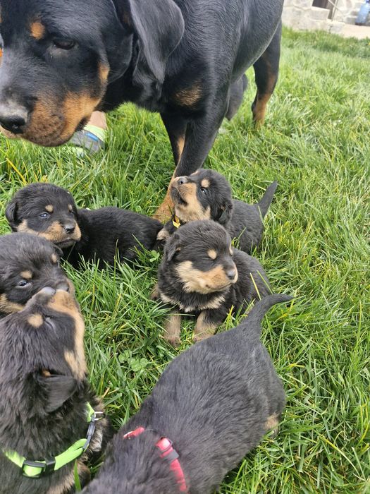 Бебета ротвайлерчета