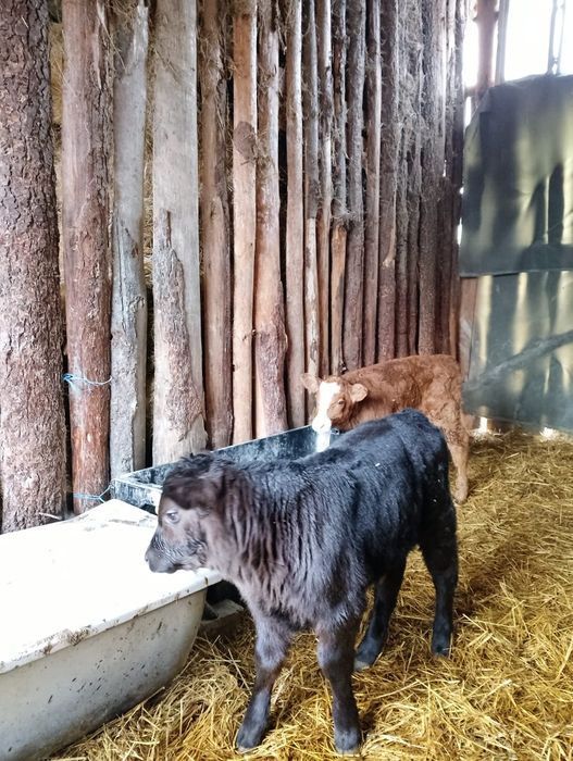 Vând șase tăurași.