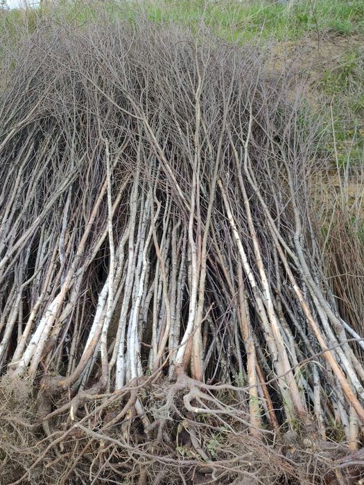 Puieți salcâm frasin mesteacăn fag carpen tei