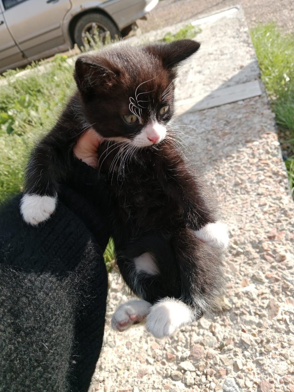 Ищем добрые руки котенку