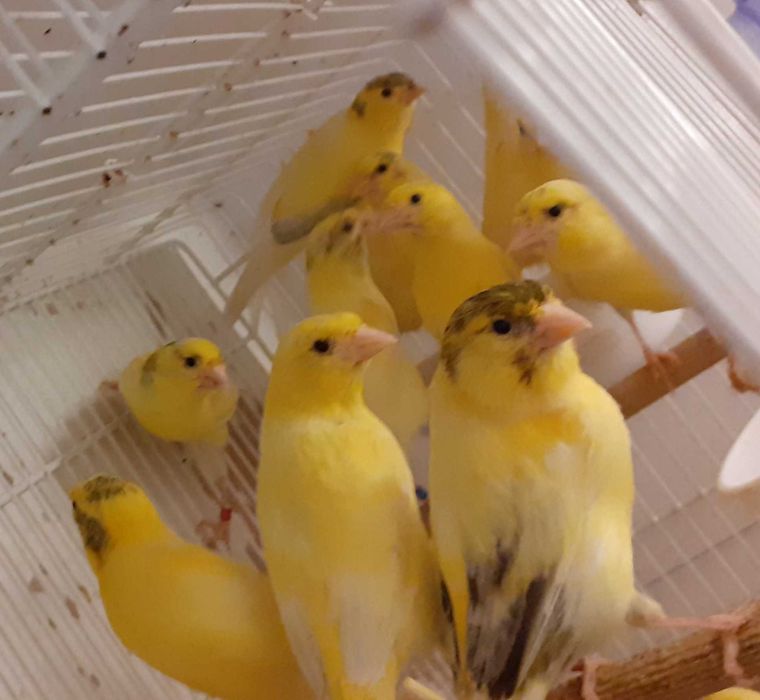 Canari Malinois-Waterslager