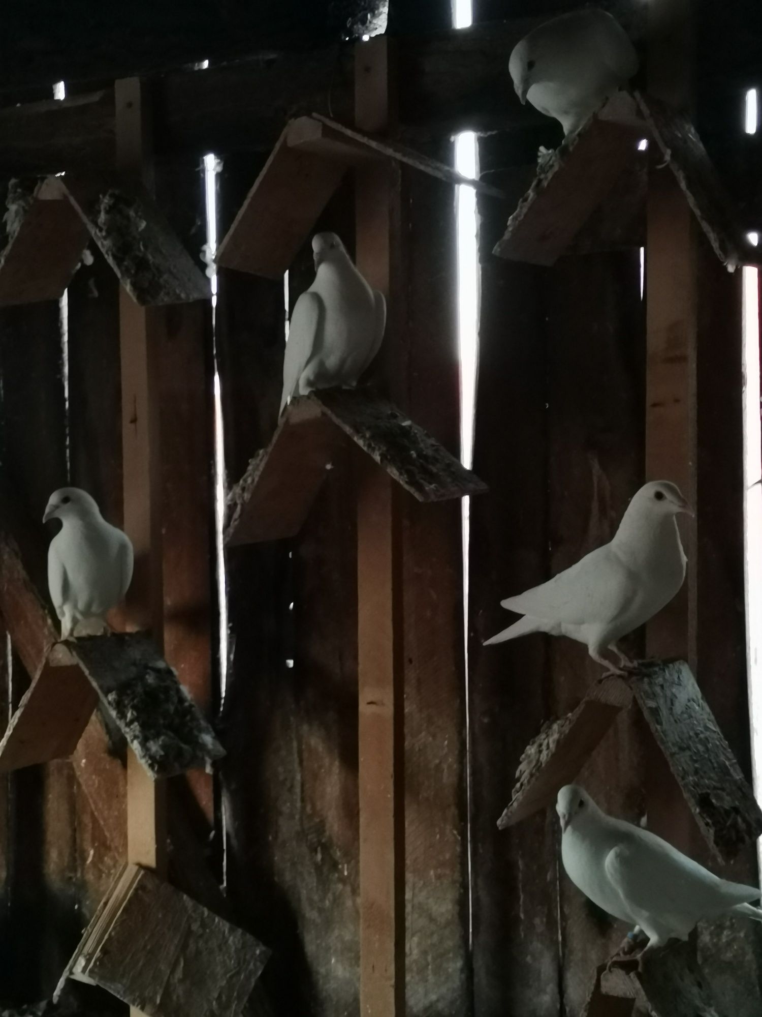 Porumbei voiajori albi