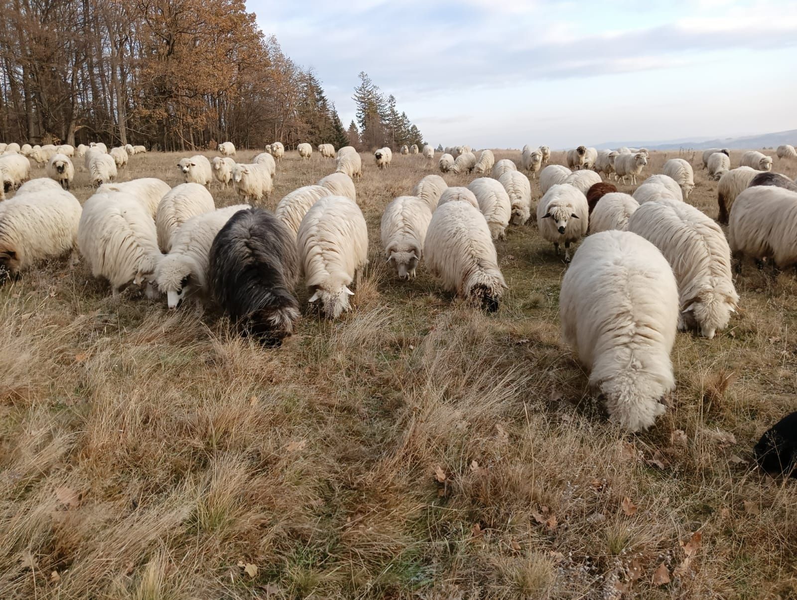 Vand sau schimb cu tractor sau auto stramioare bâle