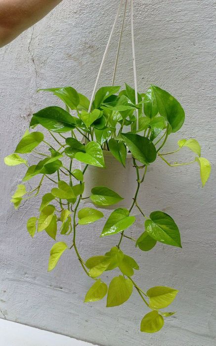 Сциндапсус Неон.Экзотическое Ампельное/вьющееся растение для дома/офис