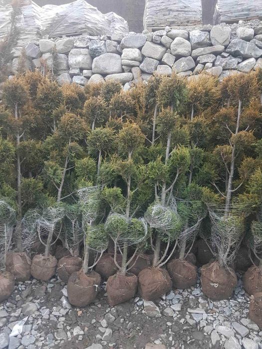 Plante ornamentale