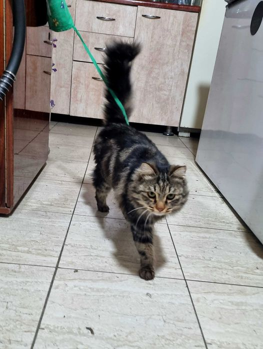 Отдаем даром котика в хорошие руки