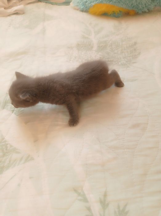 Продам катят очень красивых