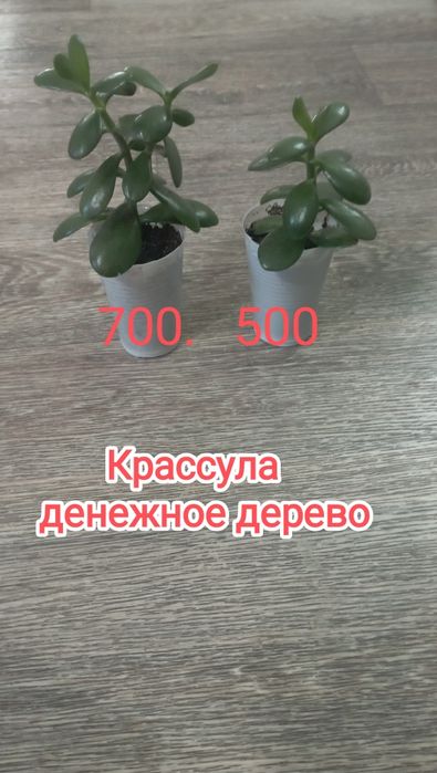 денежного дерева ( крассула)