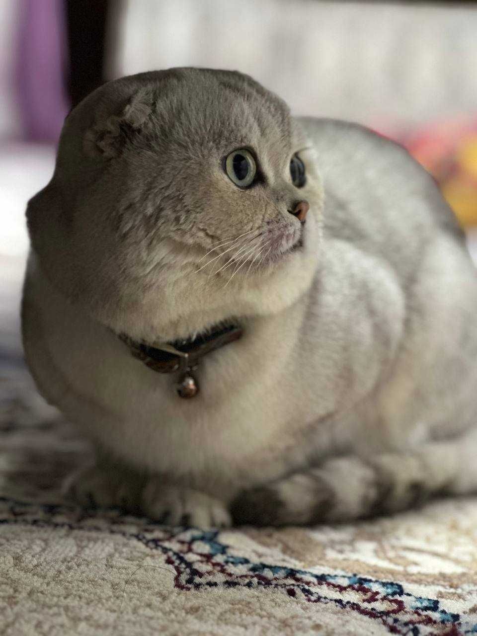 Вязка скотиш фолд Серебристая шиншилла .кот НЕ ПРОДАЁТСЯ.
