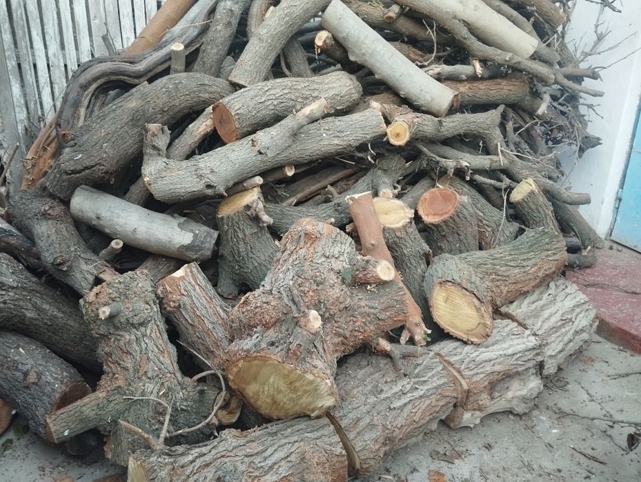 O'tin sotiladi mevali daraxtlar