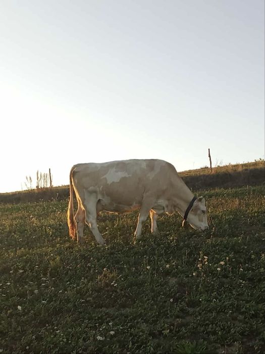 Vaca gestanta si taur de vanzare