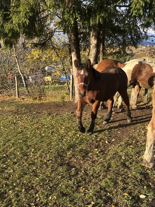 Mânz roşu de vânzare