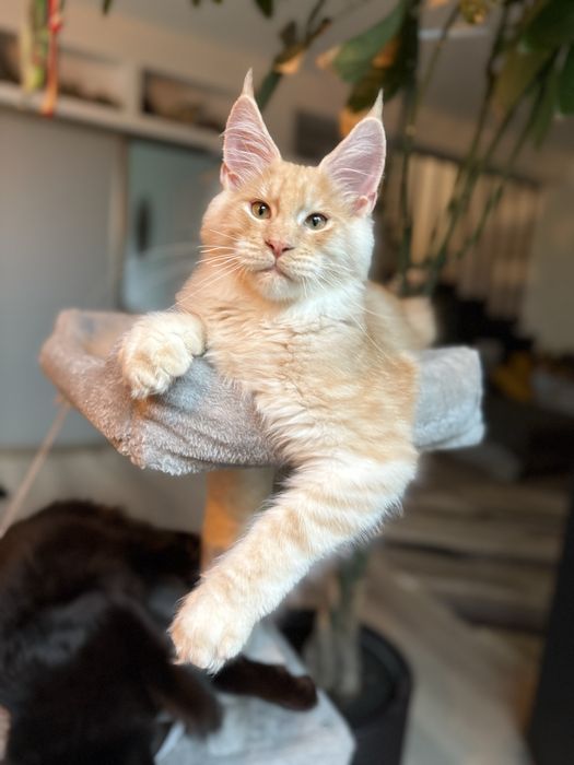Pui Maine Coon mascul
