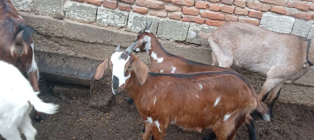Vind 1 tap anglonubian si 1 tapuc metis cu zanen.si 5 iedite