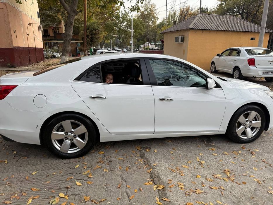 Malibu 1. Pazitsiya 2 lyuki bor 2013god