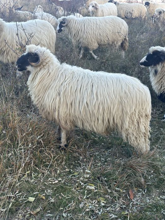 Berbeci brezi foarte frumosi