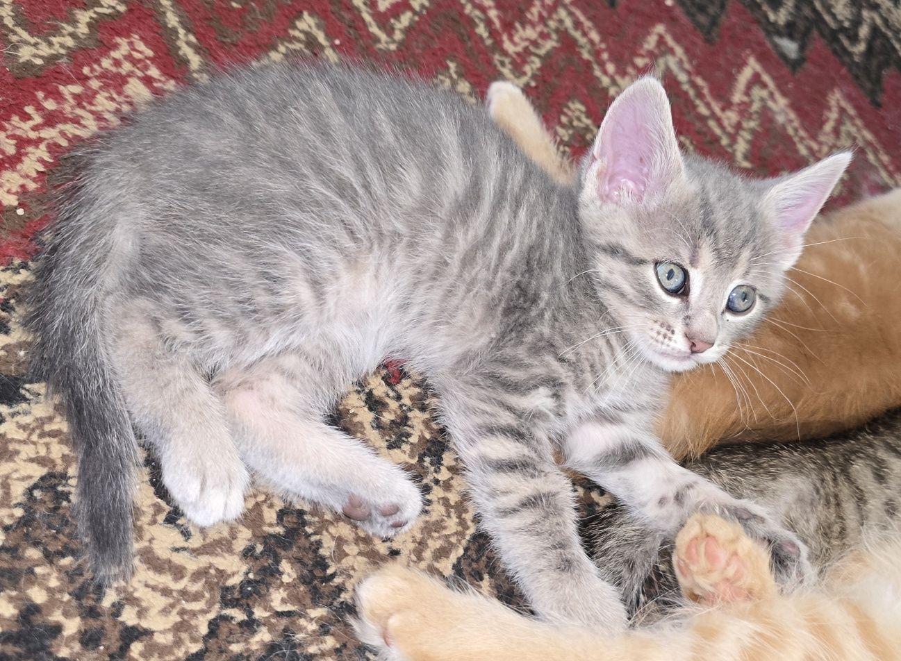 Неповторими котета, отглеждани с любов!