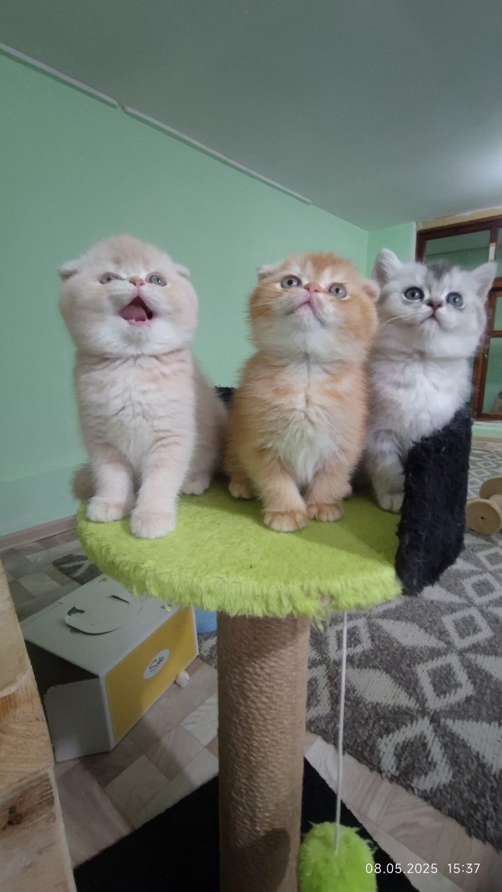 Породистые шотландские котята