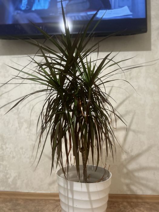 Продам комнатные цветы