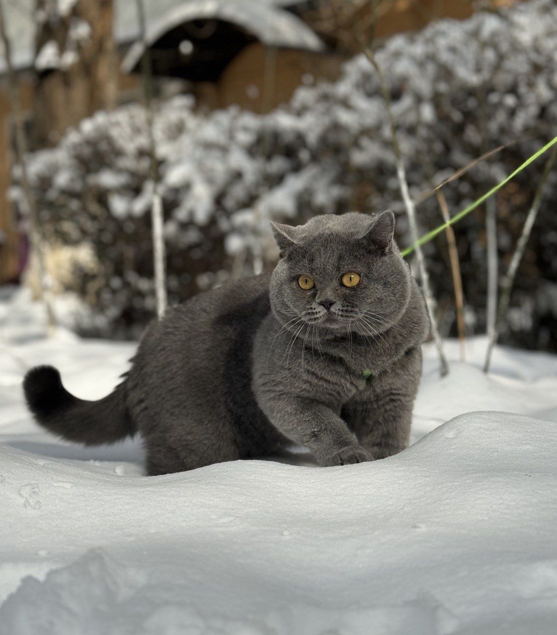 Вязка кота британской породы!