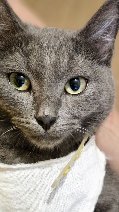 Котенок. Девочка.