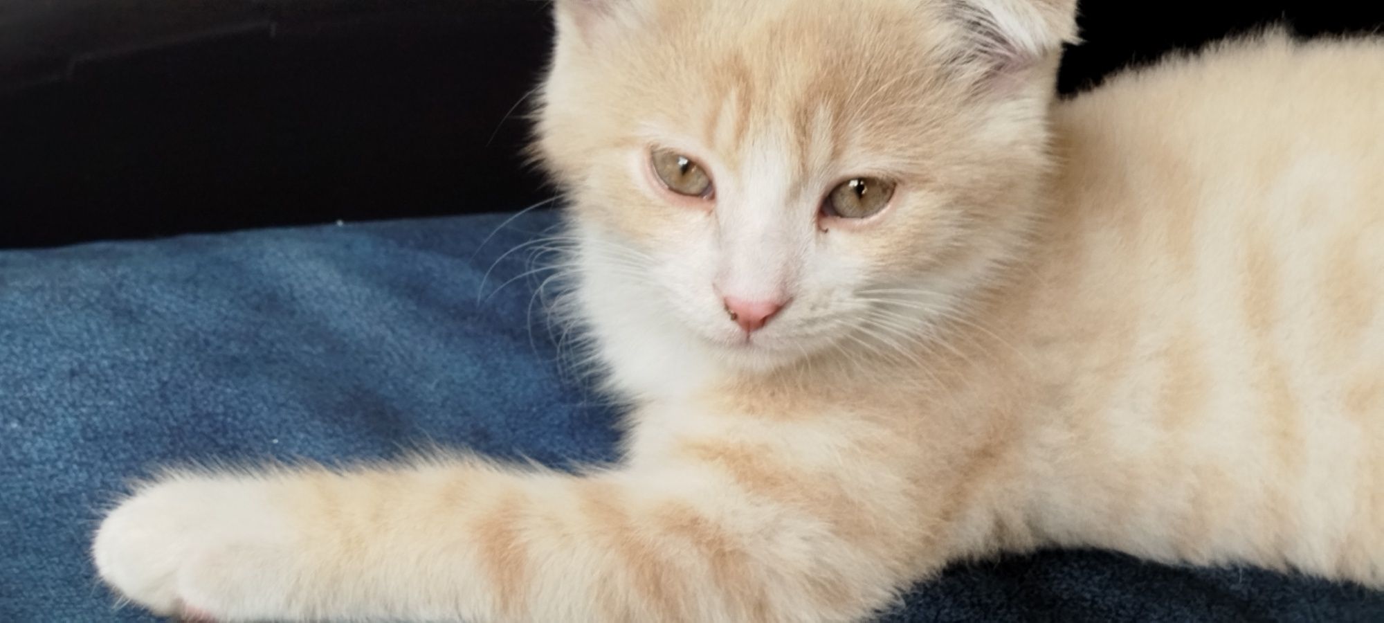 Mushuk scottish fold 4 oylik