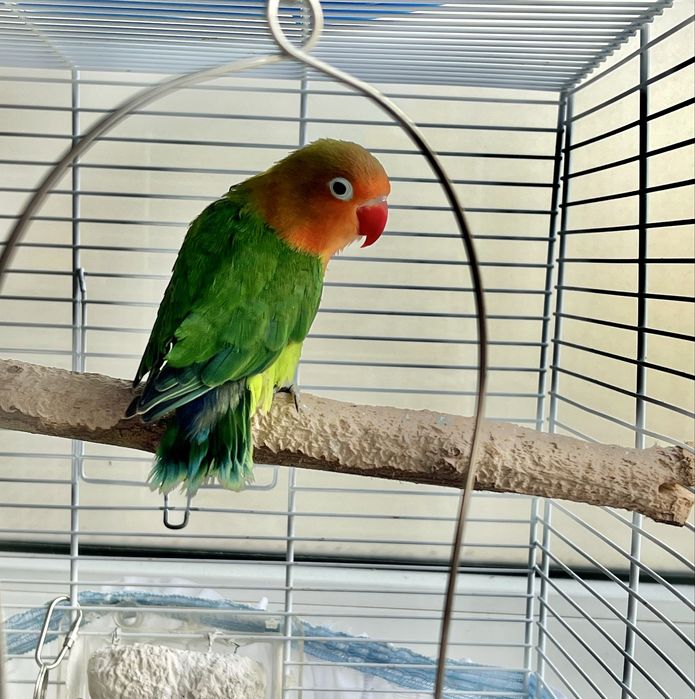 Agapornis fisher pui