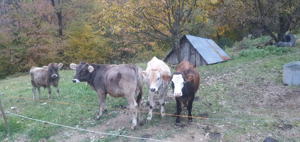 Vitei de vanzare