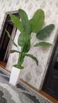 Suniy gul 500.000
