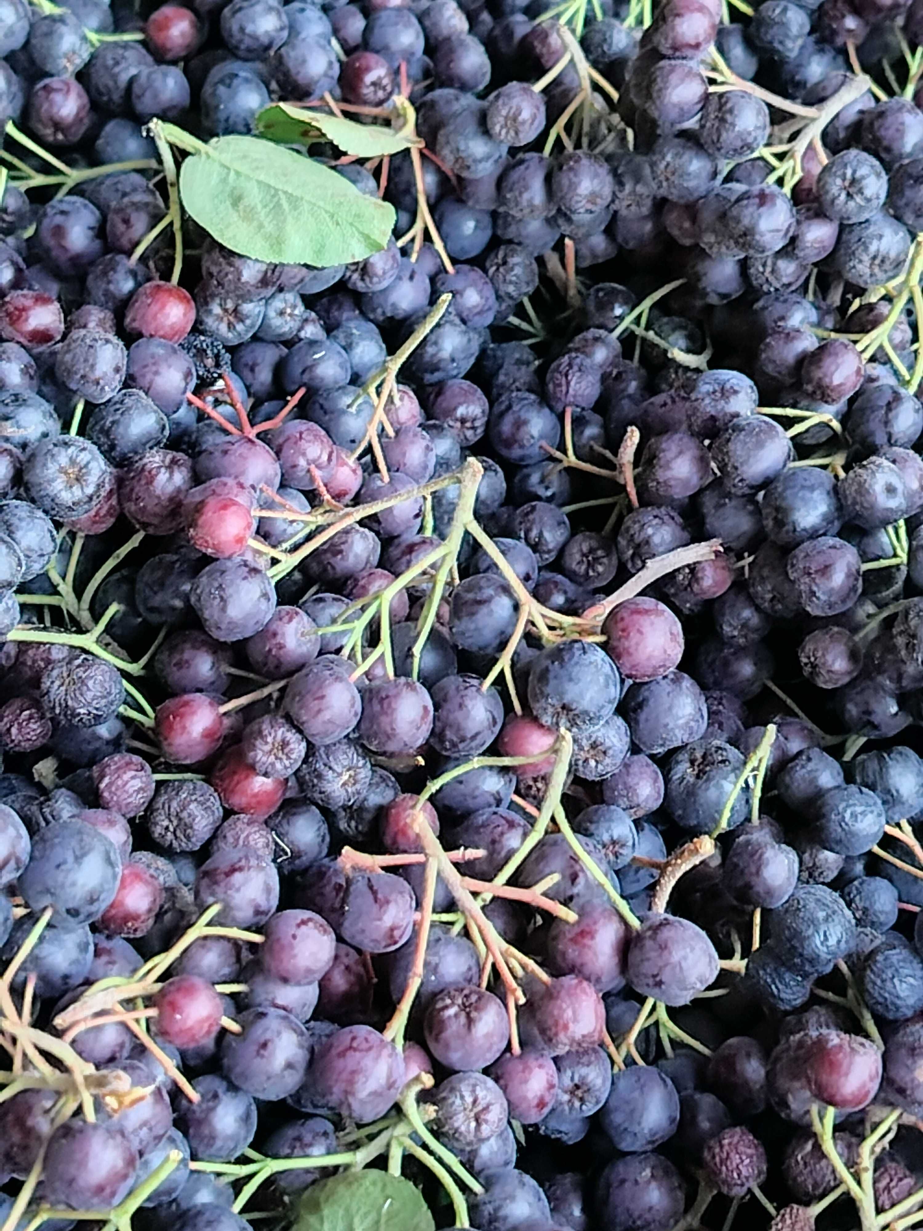 Vand aronia      .