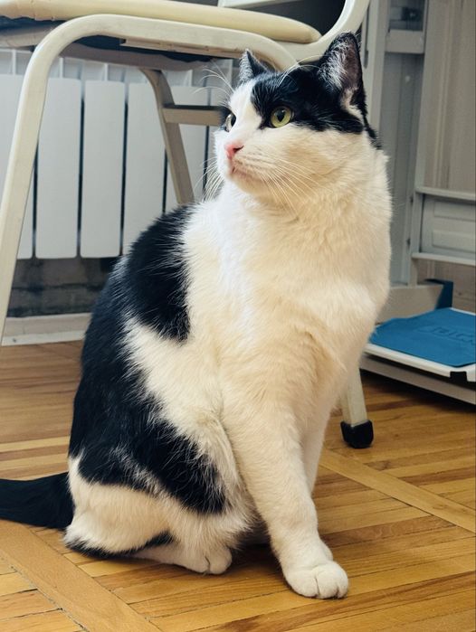 Отдам доброго кота! Готова покупать корм и т.д