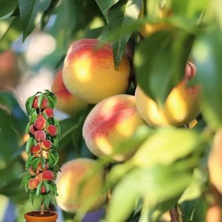 Piersic pom columnar