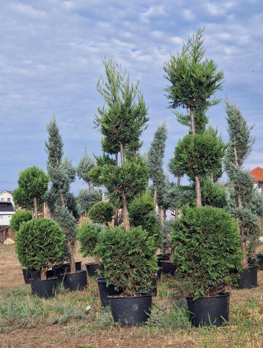 amenajari spatii verzi de la a la z in toata tara