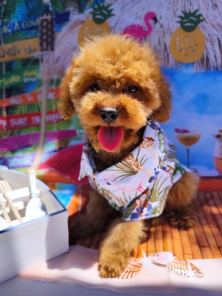 Пудел Той /Toy poodle / Родословие - Цялостна документация