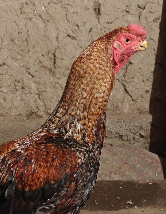 Хан-Азиль Дакан индийский