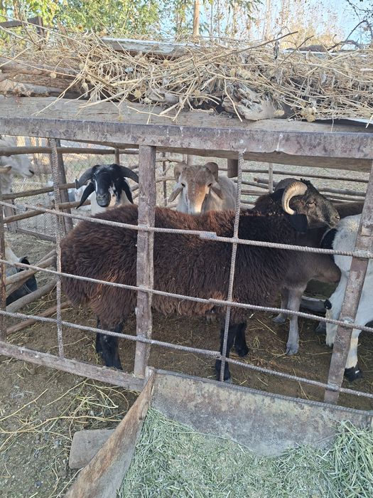 Qochqor barrallar sotiladi soglom