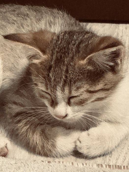 Домяшний котик, мальчик