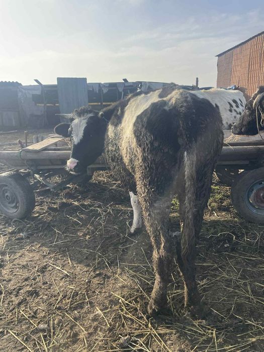 Vând 3 junici la prima fătare au 5-6 luni vițelul in ele fata de drept