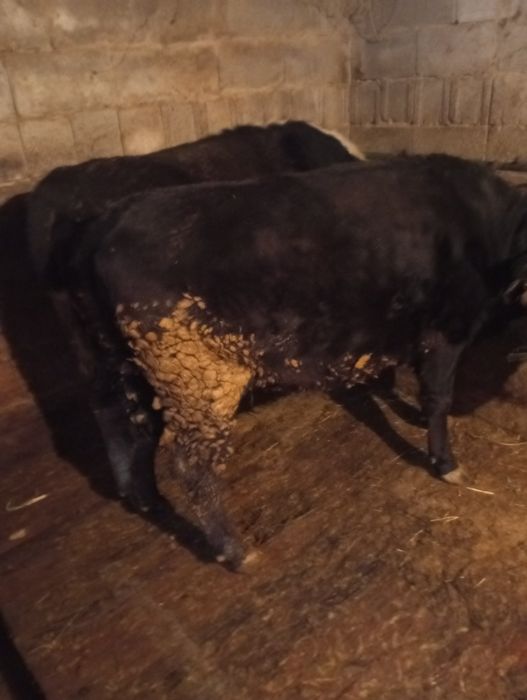 Продам жирных тёлок