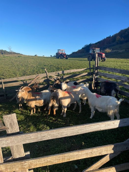 Capre de vânzare. 400 lei bucata