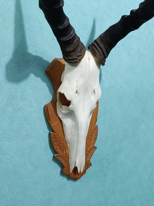 Череп от обикновен Бубал, Трофей, Череп с рога от антилопа Хартебийст