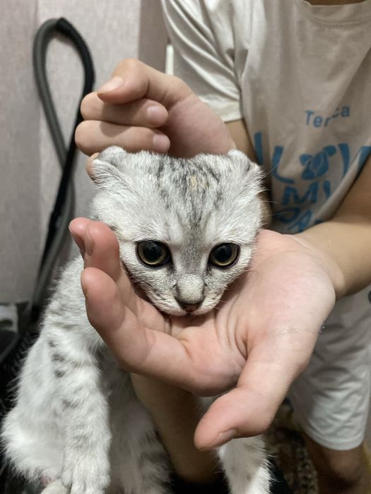 Шотландский мысык сатылады