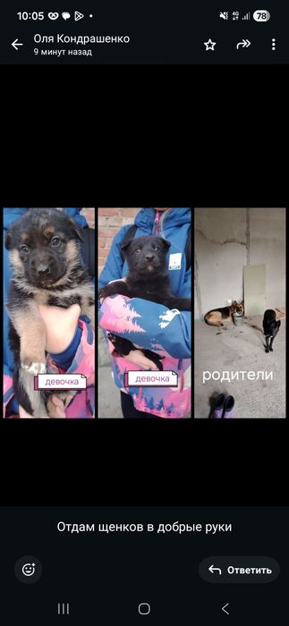 Отдам щенков в добрые руки
