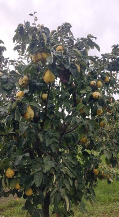 GUTUI  de țuică de Palincă