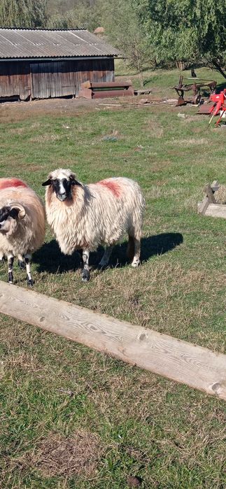 Caută altă locație